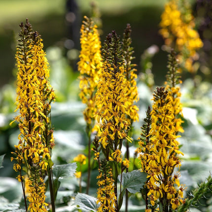 Ligularia przewalskii