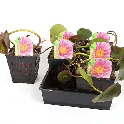 Nymphaea 'Formosa'