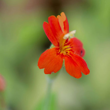 Lobelia cardinalis