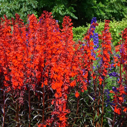 Lobelia 'Queen Victoria'