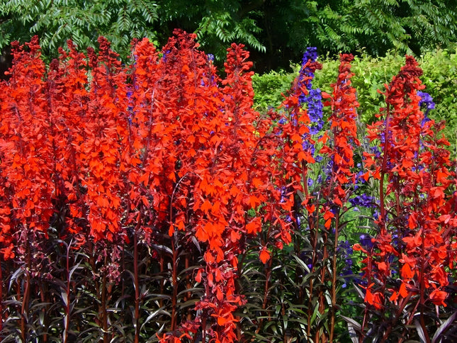 Lobelia 'Queen Victoria'