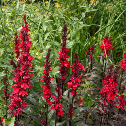 Lobelia cardinalis