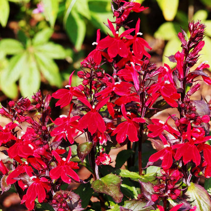 Lobelia 'Queen Victoria'