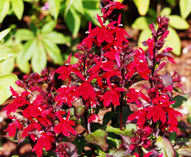 Lobelia 'Queen Victoria'