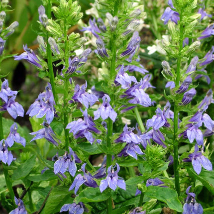 Lobelia siphilitica
