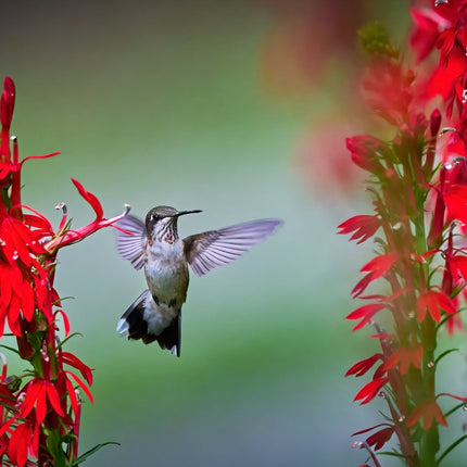 Lobelia cardinalis