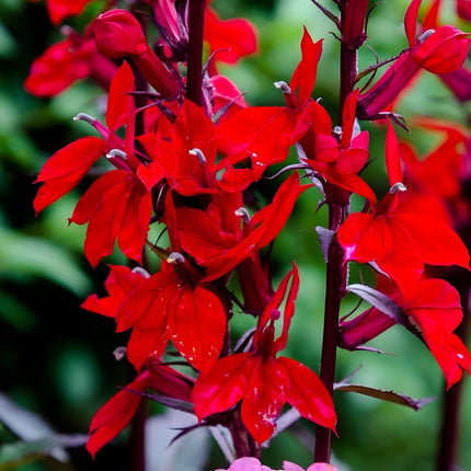 Lobelia cardinalis