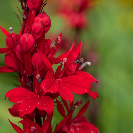 Lobelia cardinalis