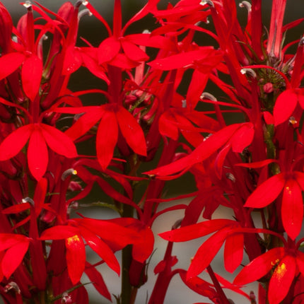 Lobelia cardinalis