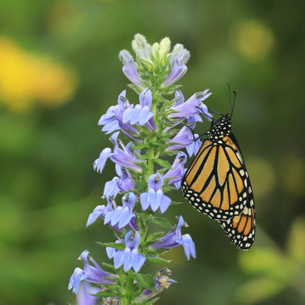 Lobelia siphilitica