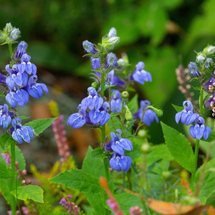 Lobelia siphilitica