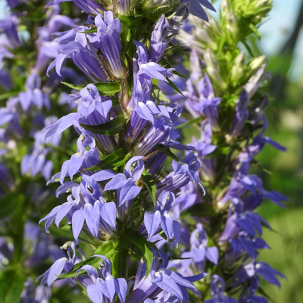 Lobelia siphilitica