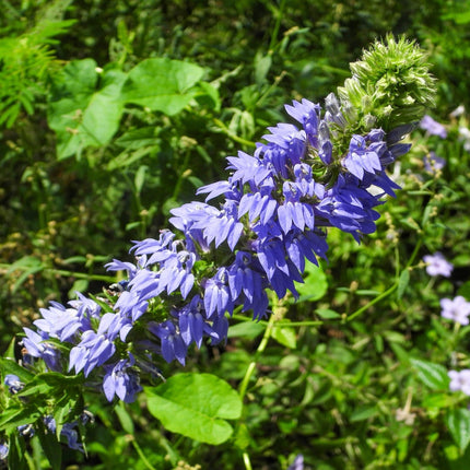 Lobelia siphilitica