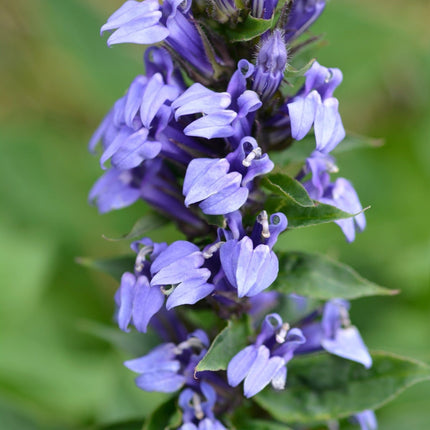 Lobelia siphilitica