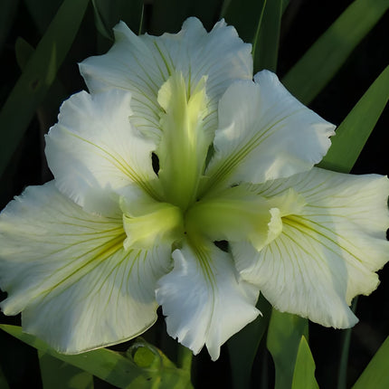 Iris louisiana 'Arabian Bayou'