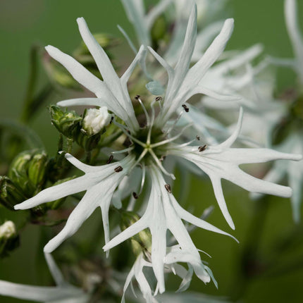 Lychnis flos-cuculi alba