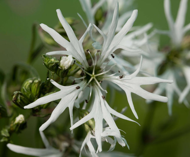 Lychnis flos-cuculi alba