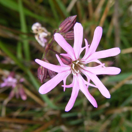 Lychnis flos-cuculi