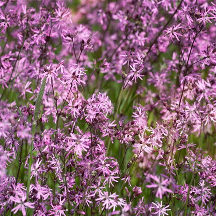 Lychnis flos-cuculi 'Nana'