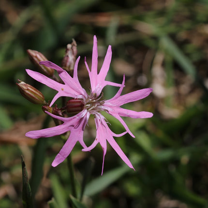 Lychnis flos-cuculi 'Nana'
