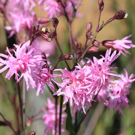 Lychnis flos-cuculi 'Nana'