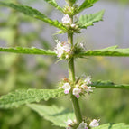 1 / 7cm Bareroot