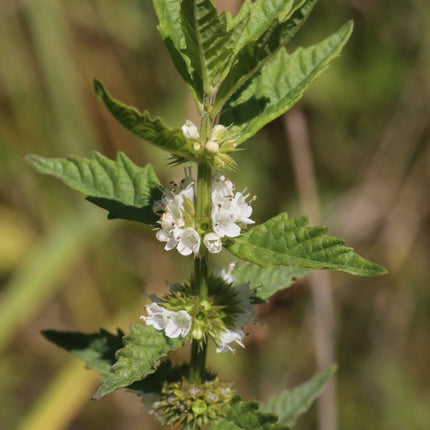 Lycopus europaeus