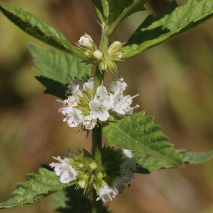 Lycopus europaeus