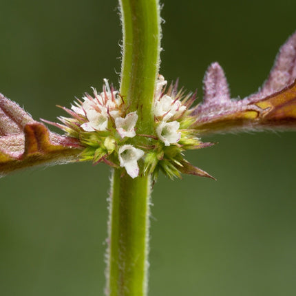 Lycopus europaeus
