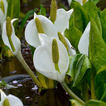 Lysichiton camtschatcensis