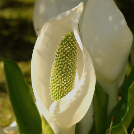 Lysichiton camtschatcensis
