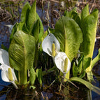 1 / 7cm Bareroot