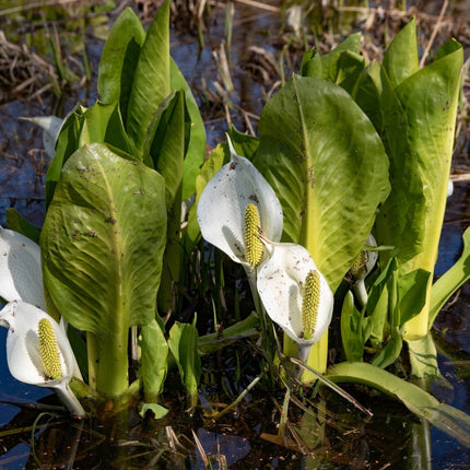 Lysichiton camtschatcensis