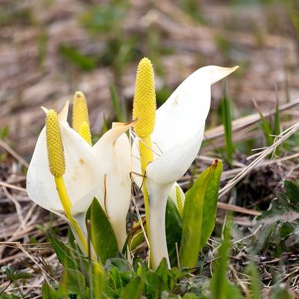 Lysichiton camtschatcensis