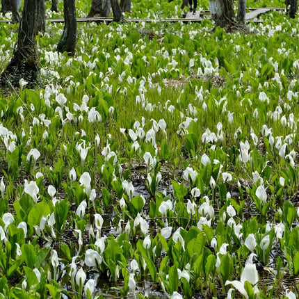 Lysichiton camtschatcensis