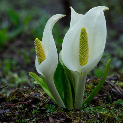 Lysichiton camtschatcensis