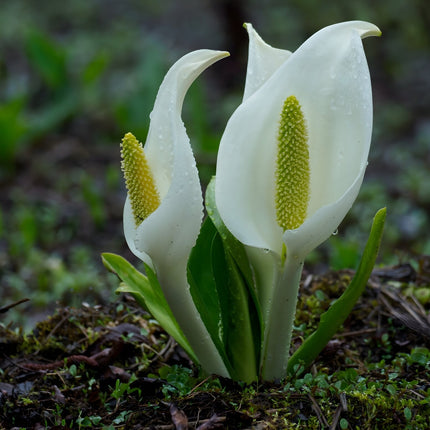Lysichiton camtschatcensis