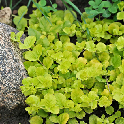 Lysimachia nummularia aurea