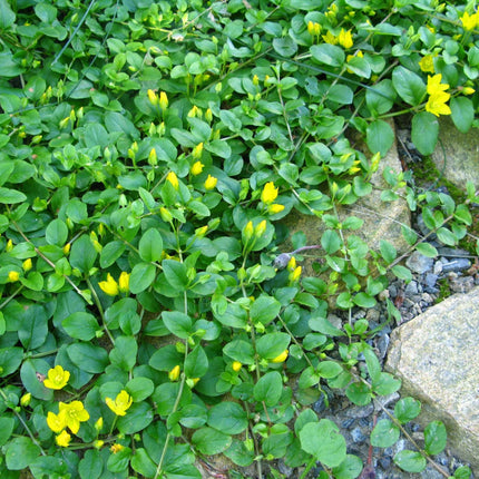 Lysimachia nummularia