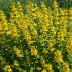 1 / 7cm Bareroot
