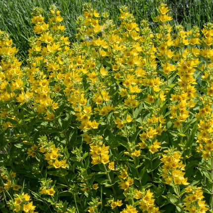 Lysimachia punctata 'Alexander'