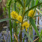 1 / 7cm Bareroot