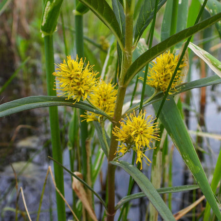 Lysimachia thyrsiflora