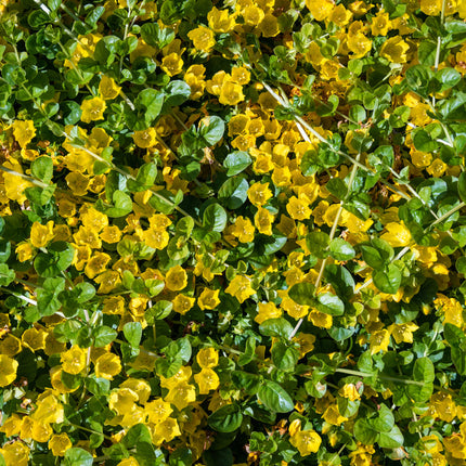Lysimachia nummularia