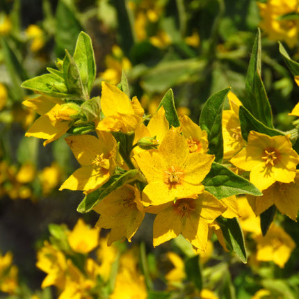 Lysimachia nummularia