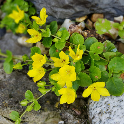 Lysimachia nummularia