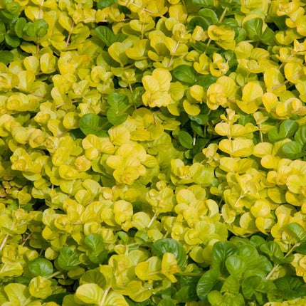 Lysimachia nummularia aurea