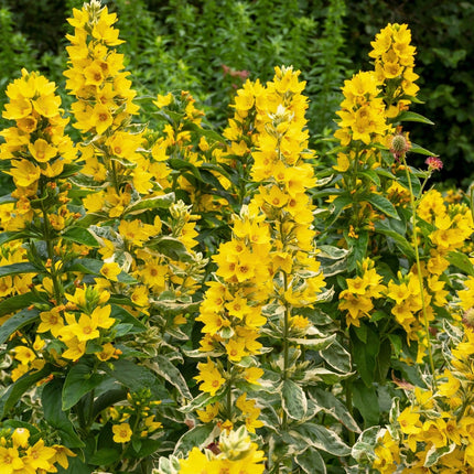 Lysimachia punctata
