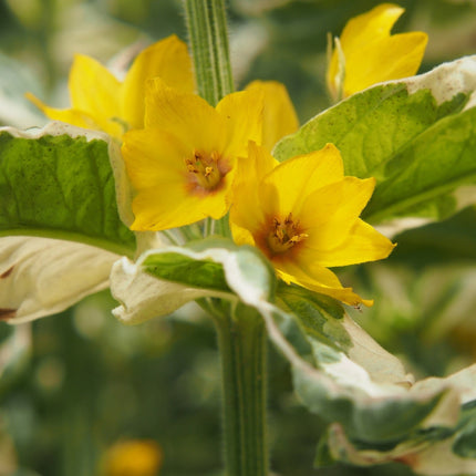 Lysimachia punctata