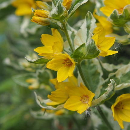 Lysimachia punctata